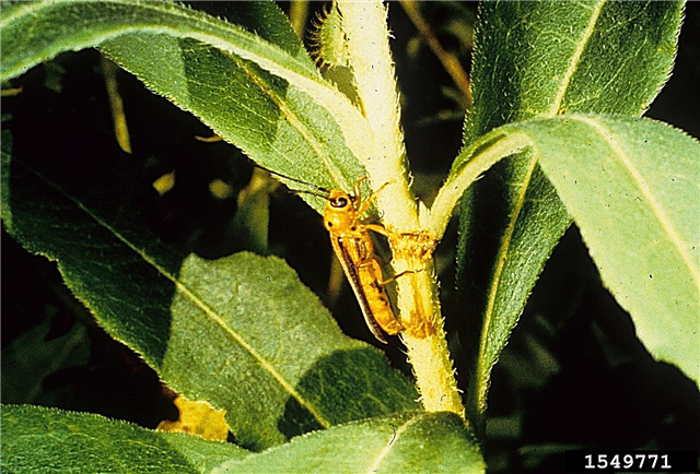 Plagas de laurel de montaña: lucha contra los insectos que comen arbustos de laurel de montaña