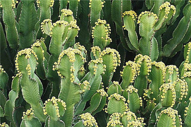 Marokkói halom pozsgás növények: Hogyan növekszem az Euphorbia Resinifera növényt