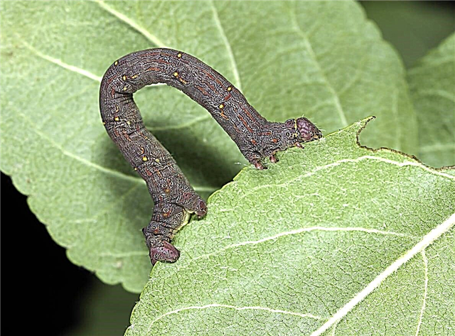 مكافحة الديدان Spanworm: نصائح للتخلص من الديدان Spanworm في الحدائق