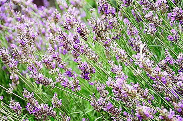 Fenomenaalisen laventelin hoito - Kuinka kasvattaa laventeli 'fenomenaalisia' kasveja