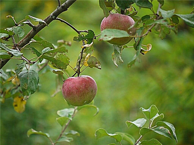 Liberty Apple Growing - Rūpes par Liberty Apple Tree