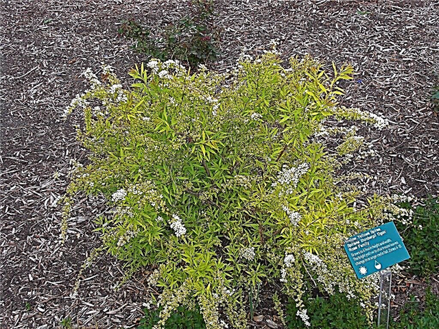 Ogon Spirea 란? : 부드러운 황색 Spirea 식물 성장