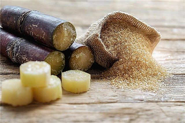 Usos comuns da cana-de-açúcar: Como usar a cana-de-açúcar no jardim