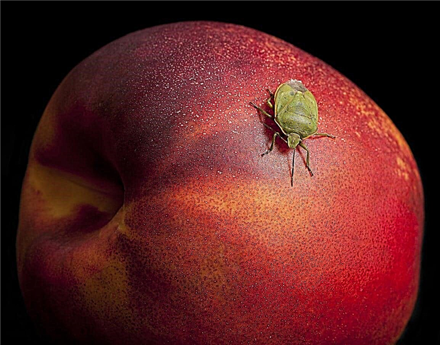 Bugs som äter nektariner - tips för att kontrollera nektarin skadedjur i trädgårdar