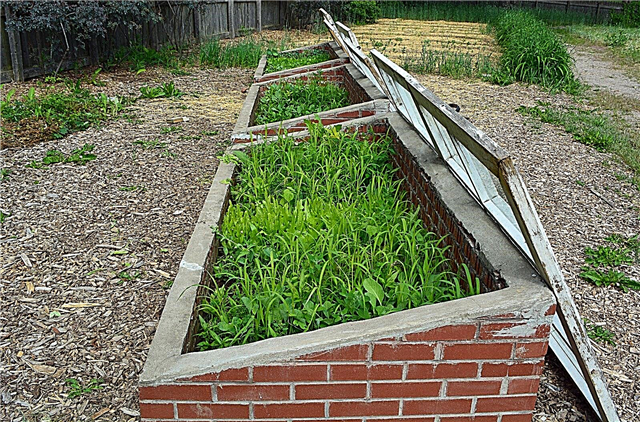 Garder les plantes dans un cadre froid - Utiliser des cadres froids pour les plantes hivernantes