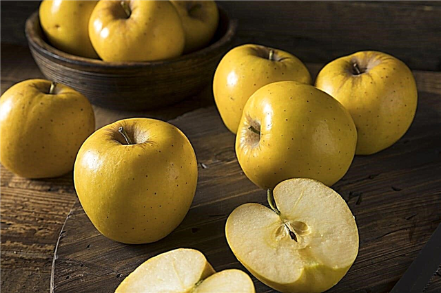 Kollane õunapuu - kasvavad õunad, mis on kollased