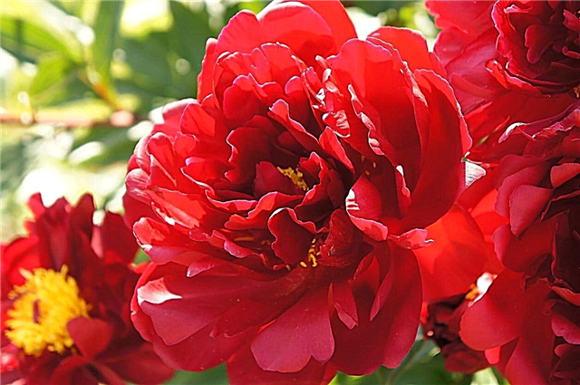 Red Peony Variants: Picking Red Peony Plants For Garden