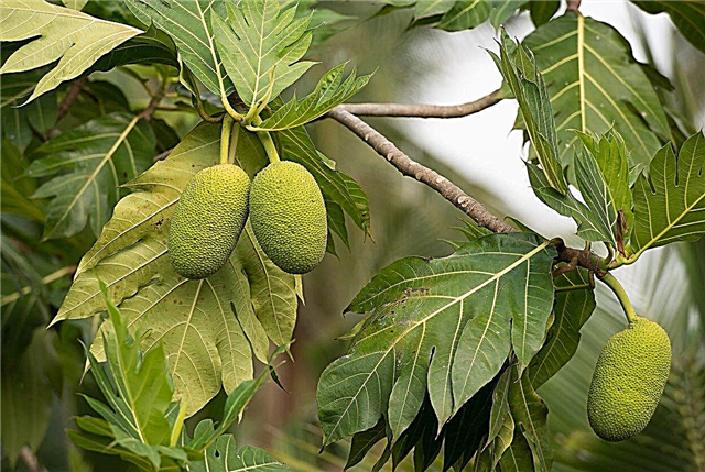 Breadfruit Winter Protection: Kan du dyrke Breadfruit om vinteren