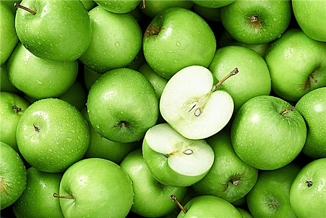 Variedades de manzana verde: manzanas en crecimiento que son verdes