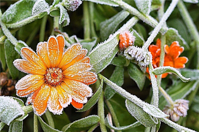 Calendula Winter Care - Comment garder le calendula pendant l'hiver