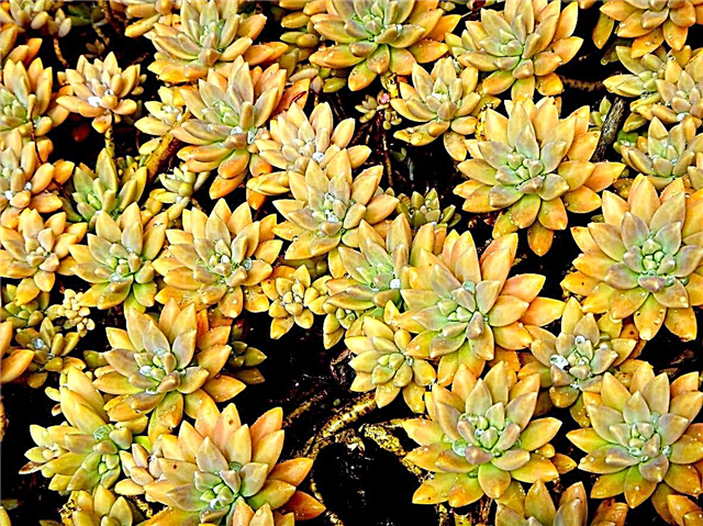 Informacije o rastlini Graptoveria: Več o gojenju Succulents Graptoveria