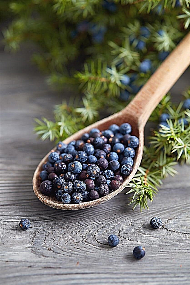 Juniper Berry Harvest Tips: كيفية اختيار توت العرعر