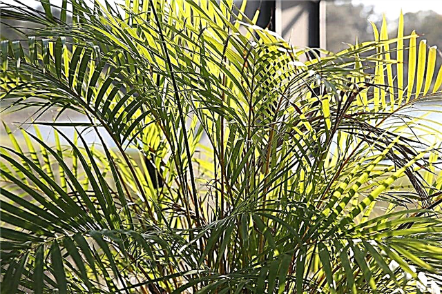 Majesty Palm Care - O que fazer com um amarelo Majesty Palm