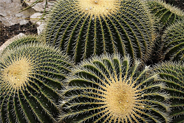 Kuldse tünni hooldusjuhend - lugege teavet kuldset tünni kaktuste kohta