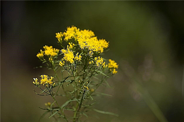 Plantas de topo plano Goldenrod - Como crescer flores de topo plano Goldenrod
