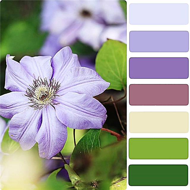Co je Pantone - Výsadba zahrady pomocí barevné palety Pantone