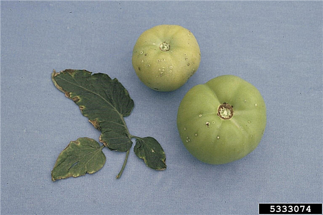 Tomato Bacterial Canker Disease - Behandlung von Tomaten mit Bacterial Canker