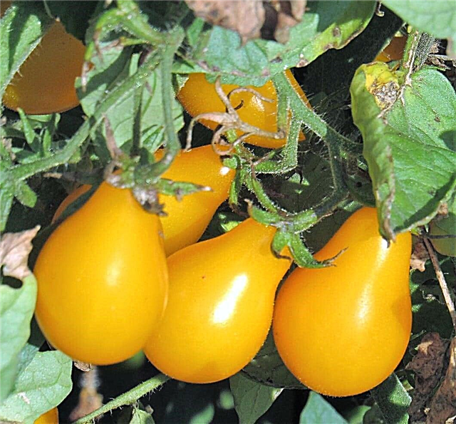 Informācija par dzelteno bumbieru tomātu - padomi par dzelteno bumbieru tomātu kopšanu
