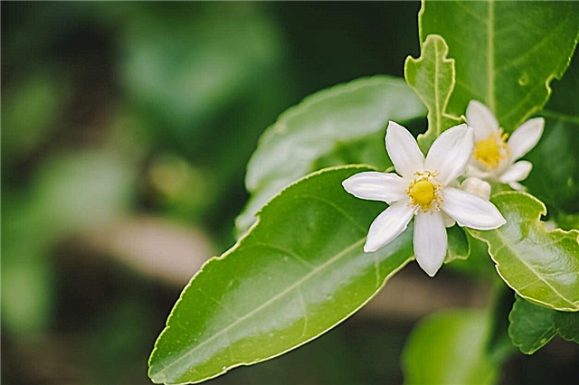 Lemon Blossom Drop - Waarom verliest mijn citroenboom bloemen