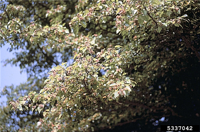 Кедрова іржа айвових дерев травня: Симптоми іржі майя Кедрова іржа