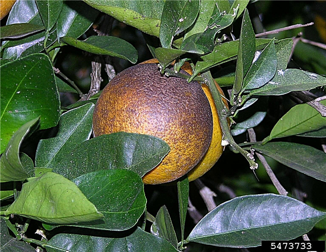 Kontrola roztočů Citrus Rust: Naučte se, jak zabít roztoče Citrus Rust