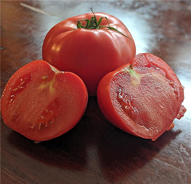 트로픽 토마토 관리 – 토마토 '트로픽'식물 재배 방법