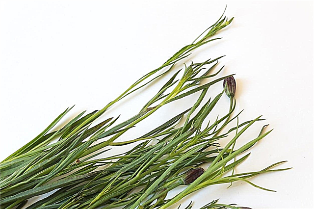 „Pepicha Herb“ vartojimas - sužinokite, kaip naudoti „Pepicha“ lapus