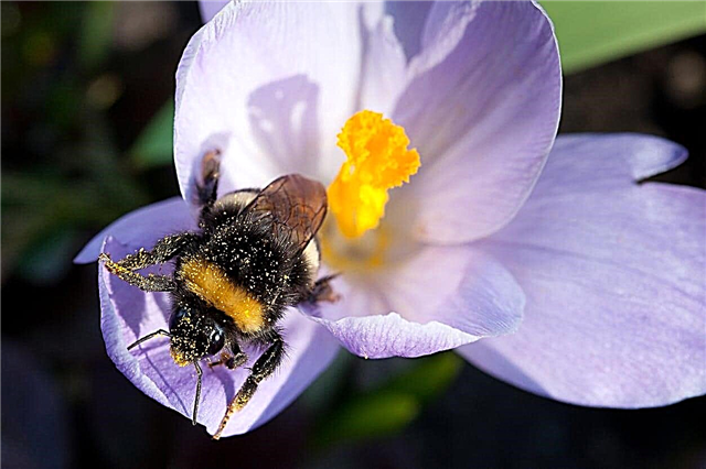 Plantando bulbos para abelhas - bulbos populares da abelha amigável para o jardim do polinizador