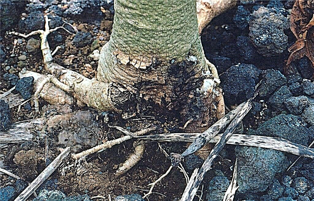 Gejala Batang Batang Pepaya - Cara Mengendalikan Batang Batang Pokok Pepaya
