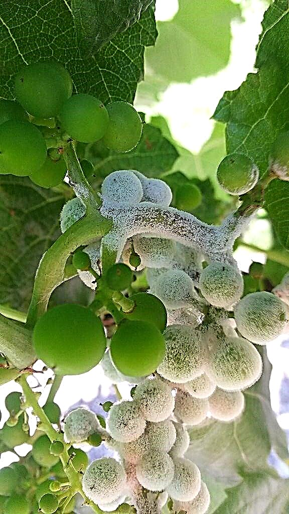 Grape Downy Mildew Control: ¿Qué causa el moho suave en las uvas?