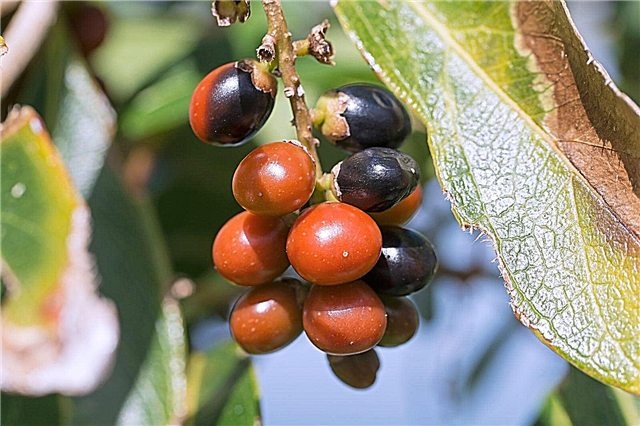Közönséges Guavaberry növényi felhasználások: Mi köze a Rumberries-hez