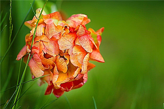 ¿Qué son los tulipanes de peonía? Cómo cultivar flores de tulipán de peonía