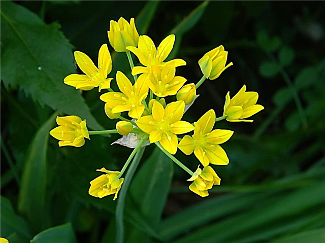 „Allium Moly“ priežiūra - sužinokite, kaip užauginti auksinių česnakų aliuminius