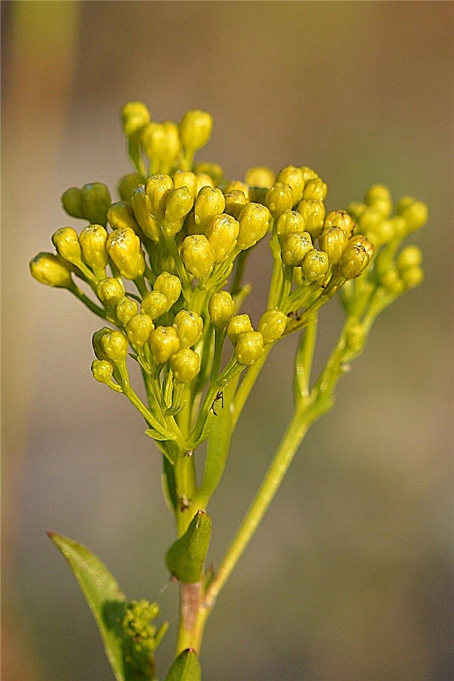 Informações Ohio Goldenrod: Como cultivar flores Ohio Goldenrod