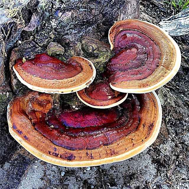 Rot kayu di sitrus: Apa yang menyebabkan reput sitrus Ganoderma