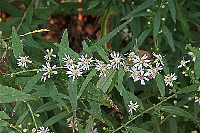 Calico Aster Care - Hoe Calico Asters in de tuin te laten groeien