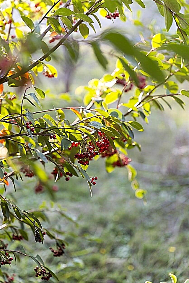 Mayhaw Tree-variëteiten: leer over verschillende soorten Mayhaw-fruitbomen