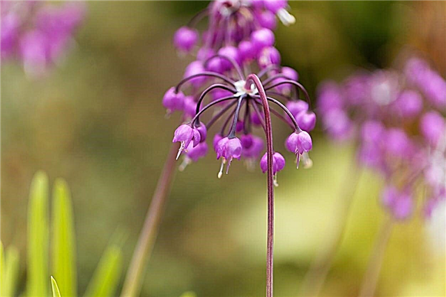 Nodding rosa løk - Hvordan dyrke node løk i hagen din