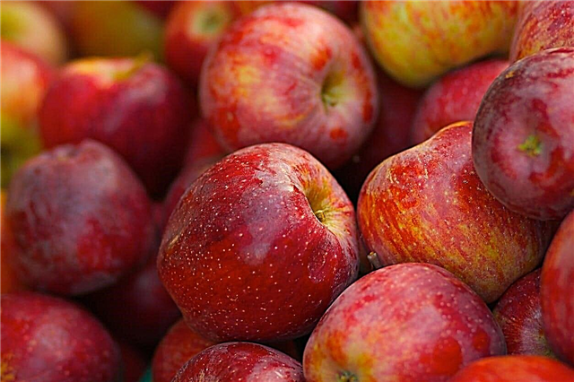 Braeburn Apple Care - Conseils pour cultiver des pommes Braeburn à la maison