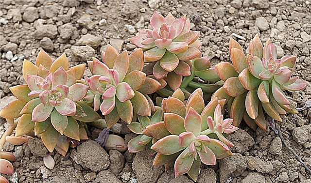 Graptosedum Plant Care: Como cultivar uma planta suculenta do pôr-do-sol da Califórnia