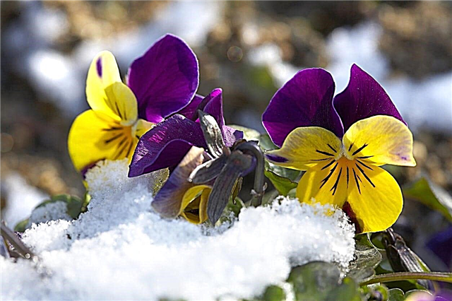Pansy Winter Care: Dicas para o cultivo de Pansies no inverno