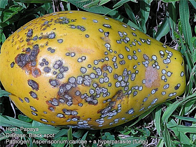Black Spot Of Papaya Trees: Hoe de symptomen van Papaya Black Spot te herkennen