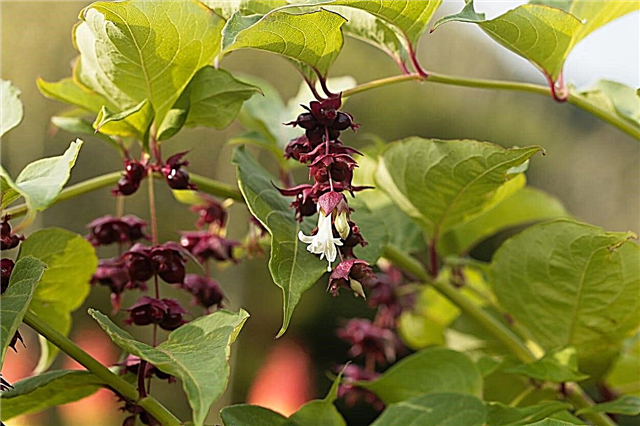 Himalaya-Geißblatt-Pflanzen: Tipps für den Anbau von Himalaya-Geißblatt