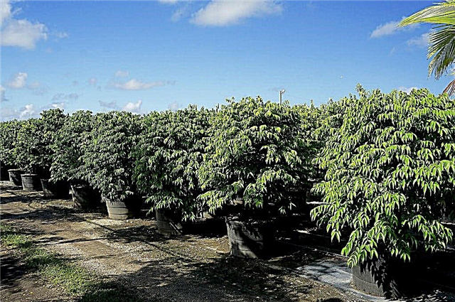 Como cultivar plantas de uva azuis - Guia para o cultivo de Jaboticaba Falso