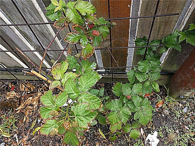 Plantas Winterizing Boysenberry - Como tratar Boysenberries No Inverno