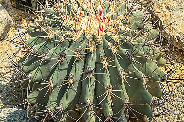 Emory Cactus Care - Hur man odlar en Emory's Barrel Cactus