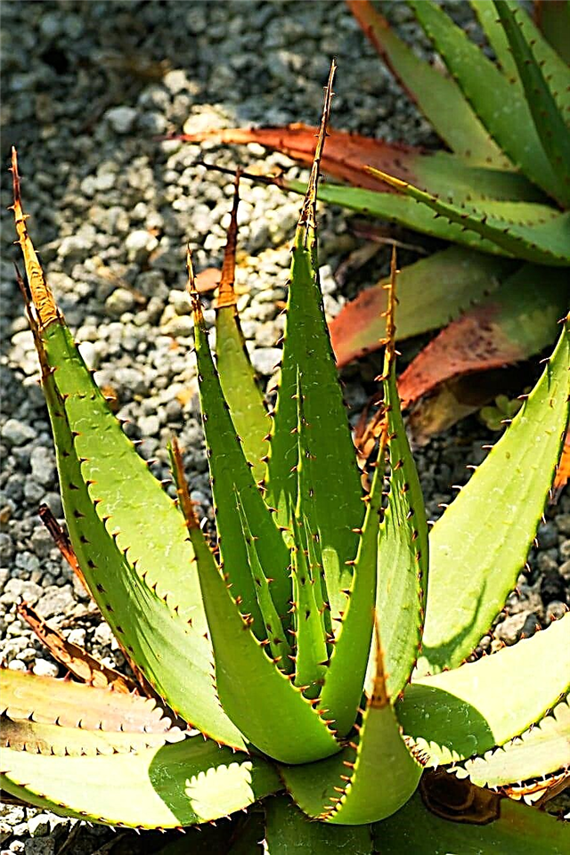 Aloe-Pflanzentypen - Anbau verschiedener Aloe-Sorten