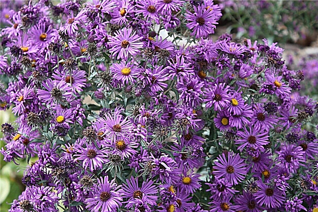 Spoločné fialové Astry - Dozviete sa viac o typoch fialových kvetov aster