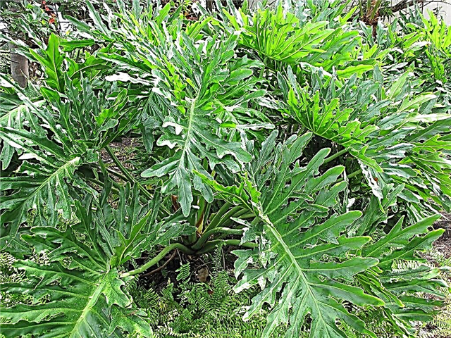 Baum-Philodendron-Zimmerpflanzen: Wie man eine Baum-Philodendron-Pflanze züchtet