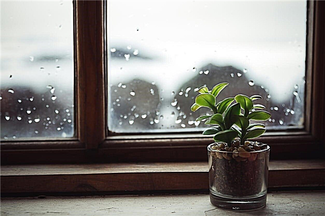 다육 식물을위한 겨울철 관리 : 겨울 내내 다육 식물을 살리기